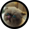MIGGLES